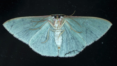 Chlorocoma assimilis