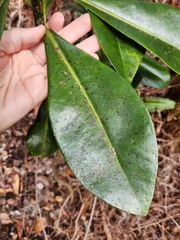 Myrsine lessertiana