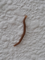 Cambalopsidae