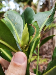 Myrsine lessertiana