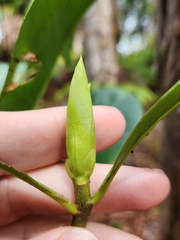 Myrsine lessertiana