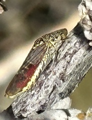 Homalodisca liturata