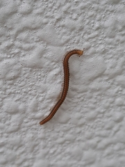 Cambalopsidae