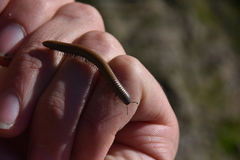 Ommatoiulus rutilans