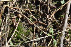 Ommatoiulus rutilans