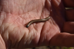 Ommatoiulus rutilans