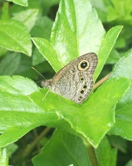 Ypthima baldus