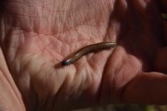 Ommatoiulus rutilans