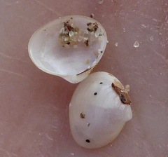 Kellia laperousii