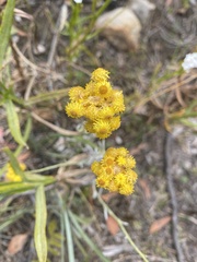 Chrysocephalum semipapposum