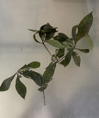 Alstonia muelleriana