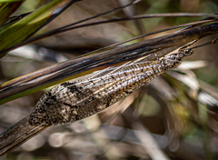 Glenoleon pulchellus