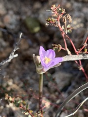 Dipterostemon capitatus pauciflorus