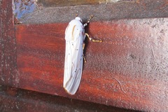 Rhodogastria similis