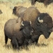 American Bison - Photo (c) cobal, some rights reserved (CC BY-NC), uploaded by cobal