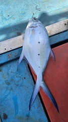 Trachinotus baillonii