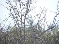 Sporophila caerulescens