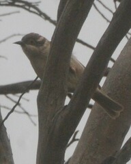 Melithreptus brevirostris