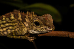 Gonocephalus liogaster