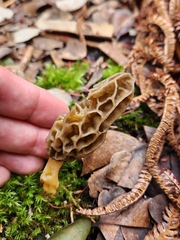 Morchella galilaea