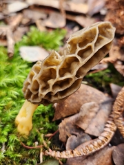Morchella galilaea