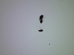 Araneus ventricosus