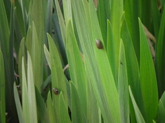 Succinea arundinetorum