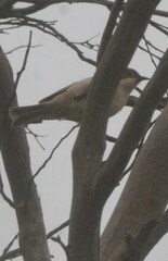Melithreptus brevirostris