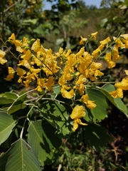 Pterocarpus rotundifolius