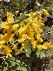 Pterocarpus rotundifolius