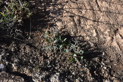 Launaea lanifera