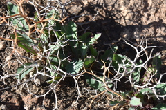 Launaea lanifera