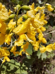 Pterocarpus rotundifolius