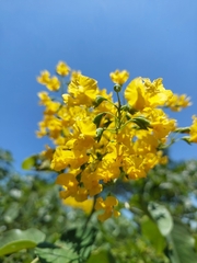 Pterocarpus rotundifolius