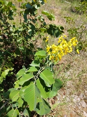 Pterocarpus rotundifolius
