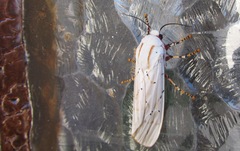 Rhodogastria similis