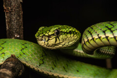 Trimeresurus sumatranus
