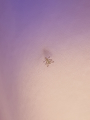 Stenochironomus hilaris