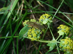 Bupleurum aureum