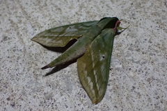 Xylophanes belti