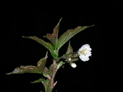 Prunus pseudocerasus