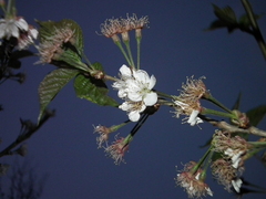 Prunus pseudocerasus
