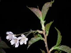 Prunus pseudocerasus
