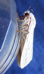 Rhodogastria similis