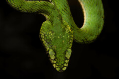 Trimeresurus sumatranus