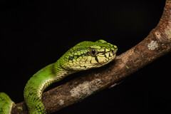 Trimeresurus sumatranus