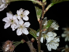 Prunus pseudocerasus