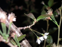Prunus pseudocerasus