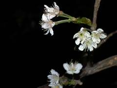 Prunus pseudocerasus