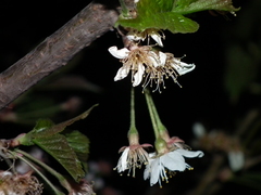 Prunus pseudocerasus